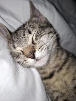 Daruju dva kocouři - 2