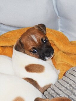 Jack Russell teriér s PP - Blueberry - 2