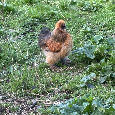 Hedvábnička kohout – 2 ks k prodeji - 2