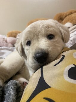 Zlatý retrívr X Labrador - 2