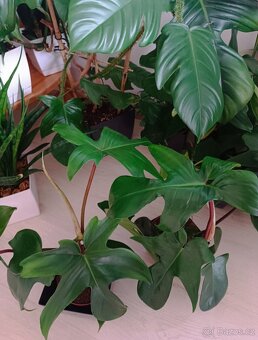 Philodendron Florida Green - 2