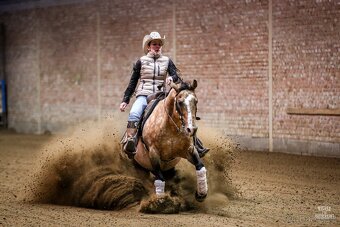 Inseminace QH reining - 2