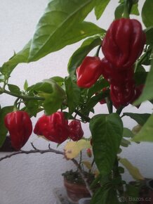 Ochutnávka+Reaper Carolina rostliny cca 40 cm - 2