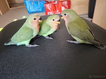 Agapornis růzohrdlý ochočený ručně dokrmený - 2