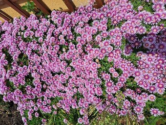 Kosmatec "Delosperma". - 2