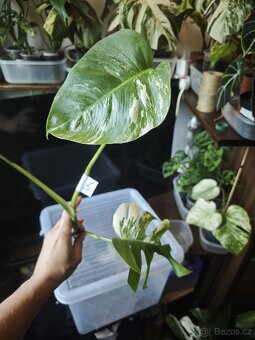 Monstera alba č.5 - 2