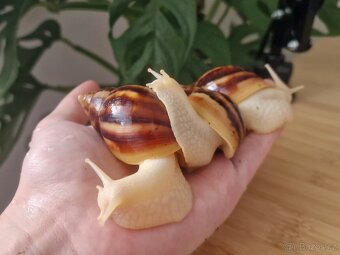Lissachatina Fulica Jade - 2