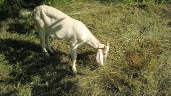 kozlík - 2
