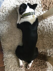 Bostonský terier ke krytí - 2