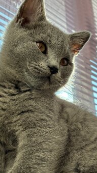 Britská koťata - 2