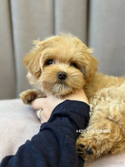Maltipoo pejsek f1 - 2