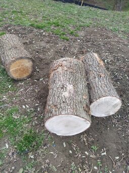 Špalek na štípání dřeva dub bahenní - 2