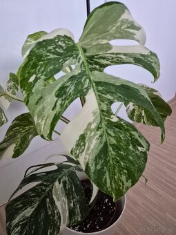 Monstera albo variegatu - 2