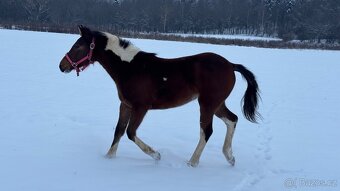 Kobylka hafling x APH - 2