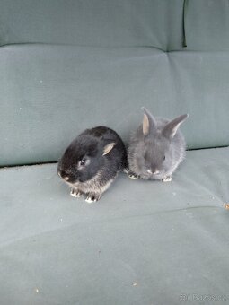 Zakrslý králíček - 2