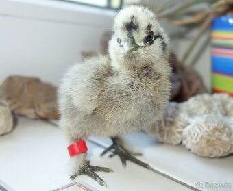 Hedvábnička velká vousatá - EU - 2