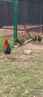 Vlaška koroptví - 2