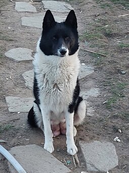 Ruskoevropská lajka - 2