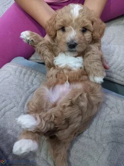 Maltipoo - 2