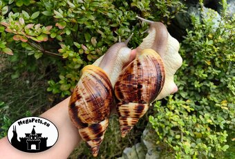 Africký šnek / megapets.eu / Lissachatina reticulata Snails - 2