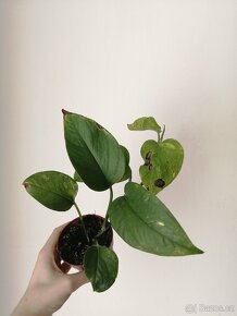 Monstera - 2