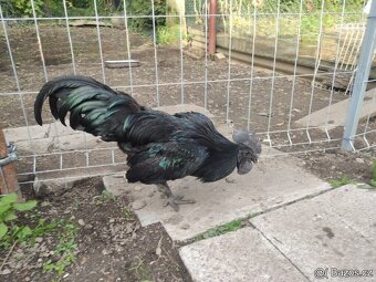 Ayam Cemani - násadová vejce-kuřátka Cemanská slepice NV - 2