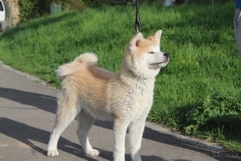 Akita s PP - 2