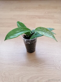 Hoya - 2