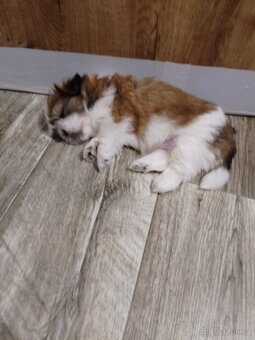 Shih-tzu štěňátka - 2