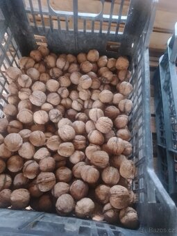 Prodám vlašské ořechy letošní - 2