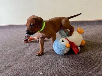 Rhodéský Ridgeback- štěňata s PP, odběr koncem listopadu - 2