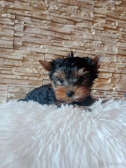 Jorkšírský teriér,s PP, FCI - 2