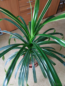Domácí pokojová rostlina Pandán - prodej - 2