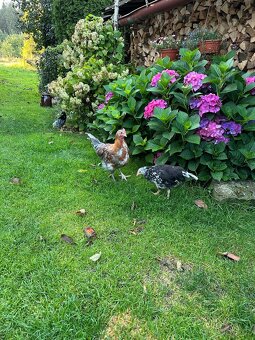 Švédská květina - 2