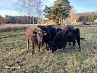 Jalovice Aberdeen Angus a MS - 2