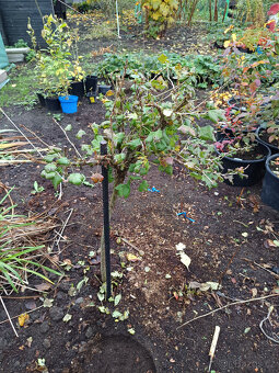 Angrešt stromkový červený - 2