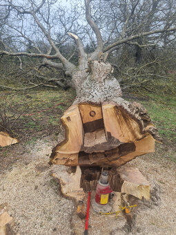 Dřevo ořešáku, ořech, kmen ořechu, ořechové dřevo. - 2