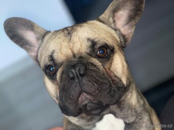 Francouzský buldoček krytí - 2