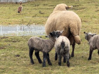 Prodej jehňat - 2