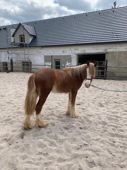 Valach Irský cob - 2