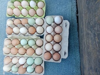 Vejce do líhně - 2