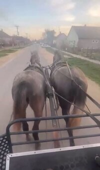 Kobyla a hřebec - 2