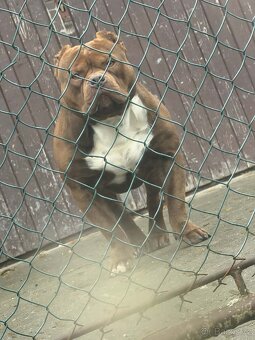 Aamerican Bully extrem s PP - 2