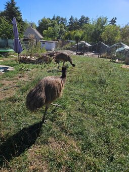 Emu hnědý - 2