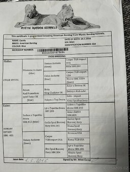 Američan Bandog Mystic krytí - 2