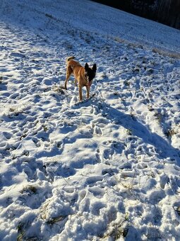 Belgický ovčák malinois - 2