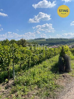 Exkluzivně vám nabízíme mladý vinohrad v Lipově., 130794 - 2