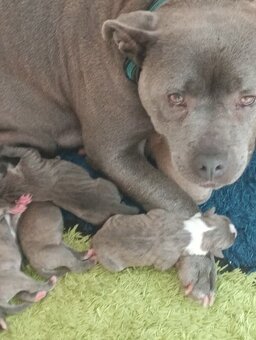 Prodám American Bully blue - 2