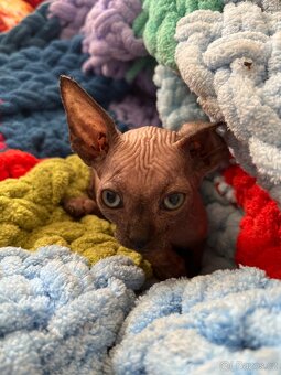 Kanadský sphynx - 2