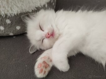 Ragdoll kočička - 2